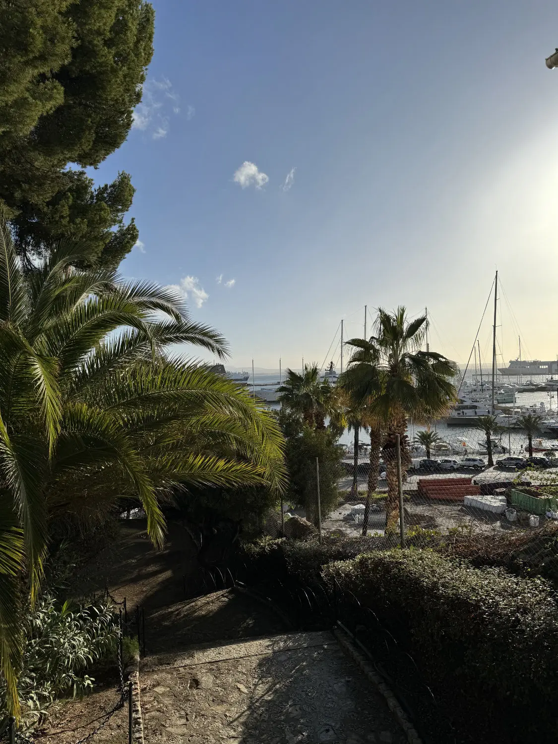 Ein Umgebungsfoto von der Eventlocation in Palma de Mallorca. Auf dem Bild sind im Vordergrund Palmen und andere Bäume zu sehen. Im Hintergrund erkennt man einen Hafen und das Meer